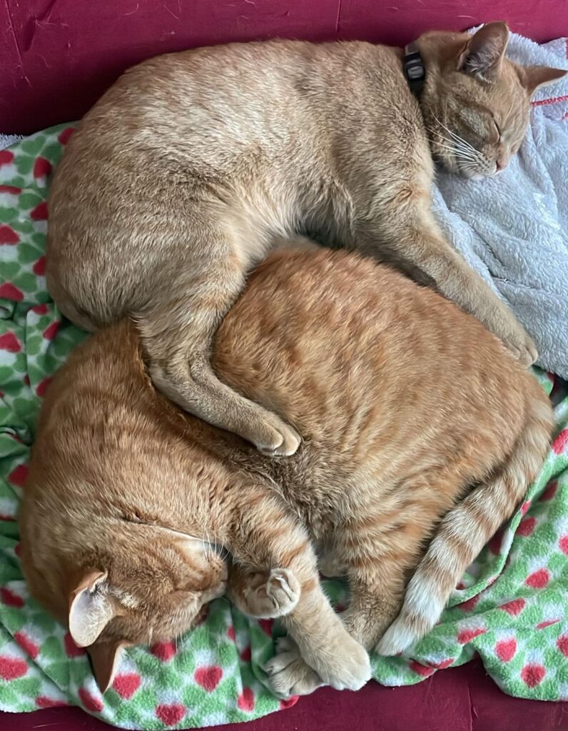 Tre mascotte in corsia: la storia dei mici della Clinica Veterinaria Sant’Anna di Fabriano