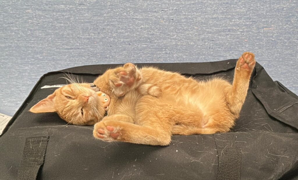 I mici della Clinica Veterinaria Sant’Anna di Fabriano