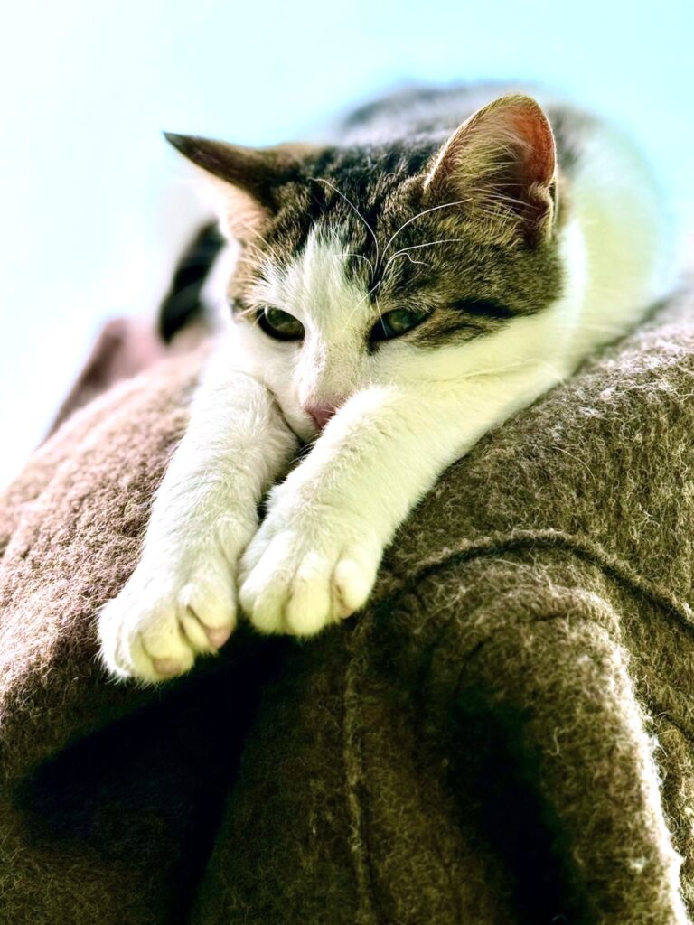 La storia dei mici della Clinica Veterinaria Sant’Anna di Fabriano