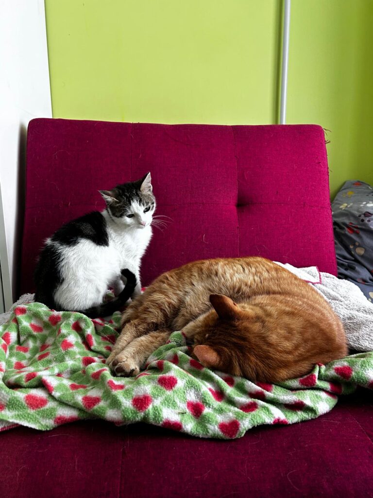 Tre mascotte in corsia: la storia dei mici della Clinica Veterinaria Sant’Anna