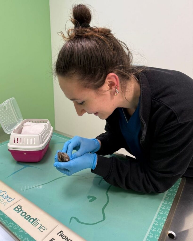 giovane veterinario con criceto