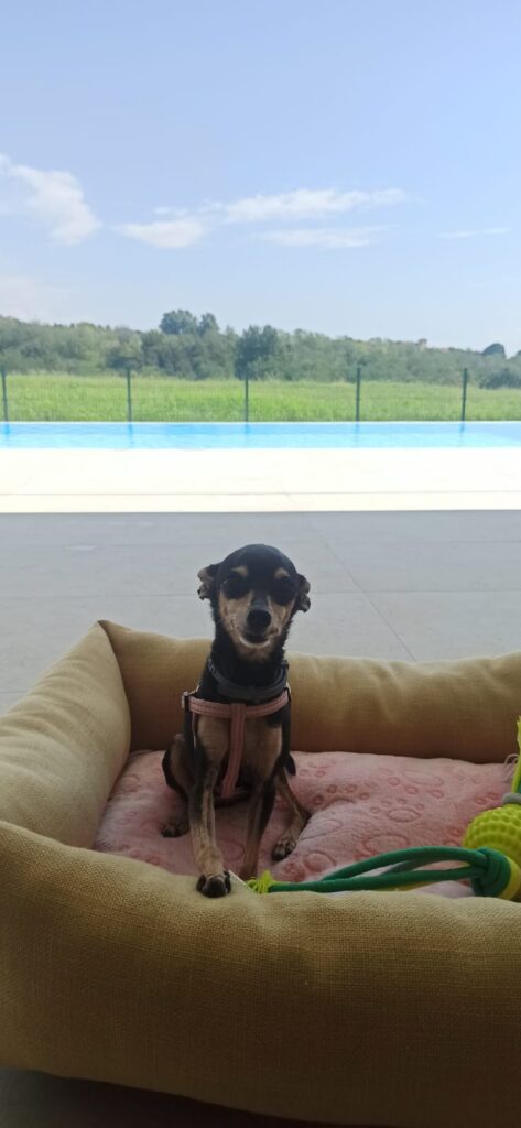 La storia di Flavia dell’Ospedale Veterinario San Francesco di Milano