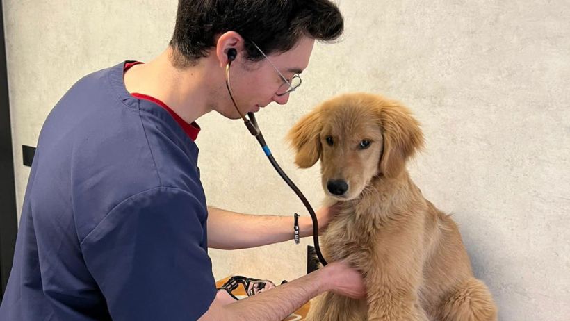 della Clinica Veterinaria Animal Care di Trento.