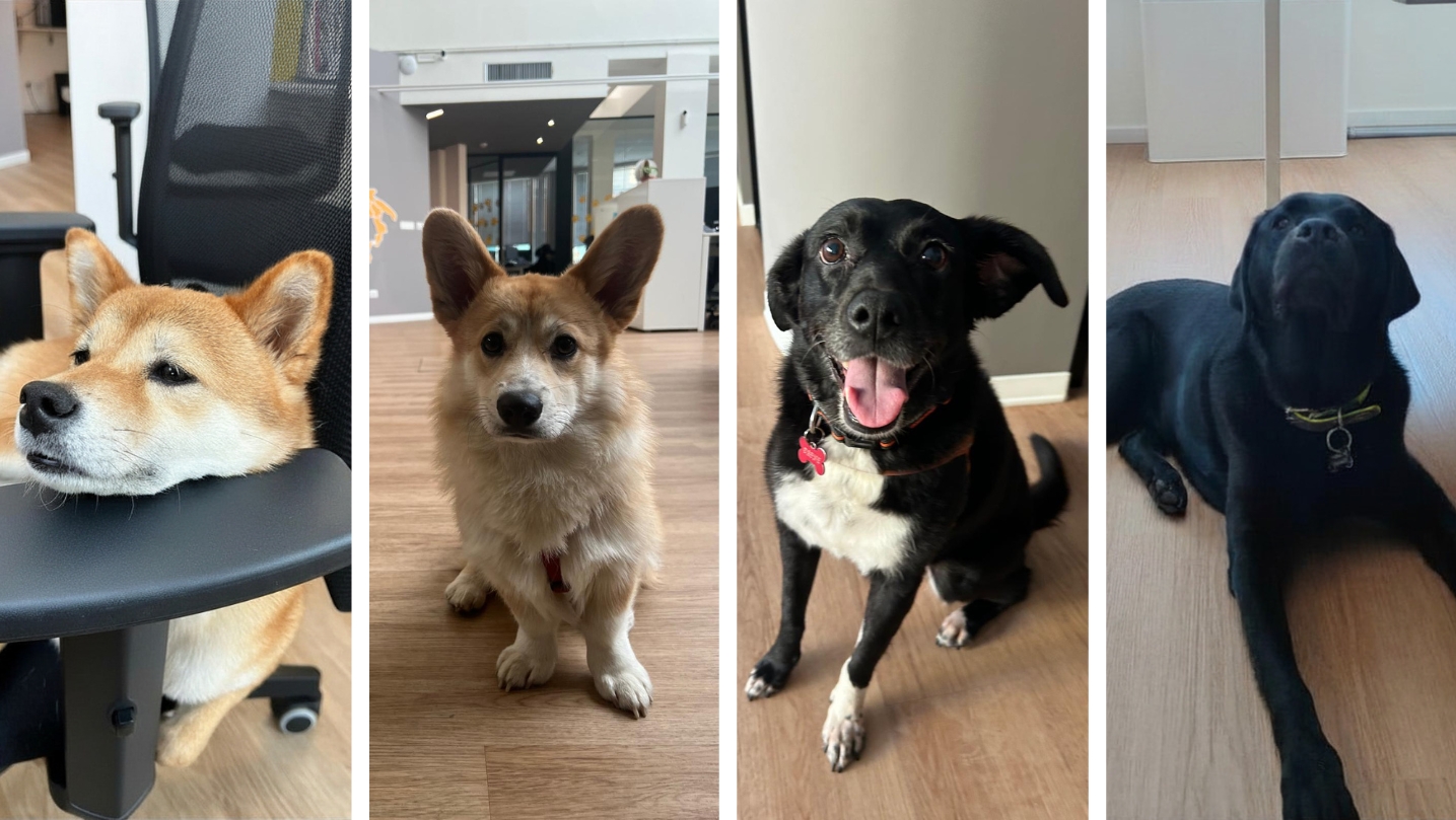 Una mascotte in ufficio: i colleghi a 4 zampe dell’ufficio centrale di Bologna