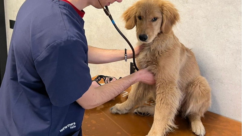 veterinari neoabilitati graduate program
