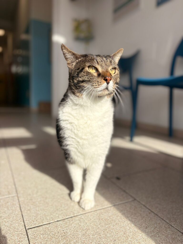 Una mascotte in corsia: Gedeone, il gigante buono della Clinica Veterinaria Leonardo Da Vinci