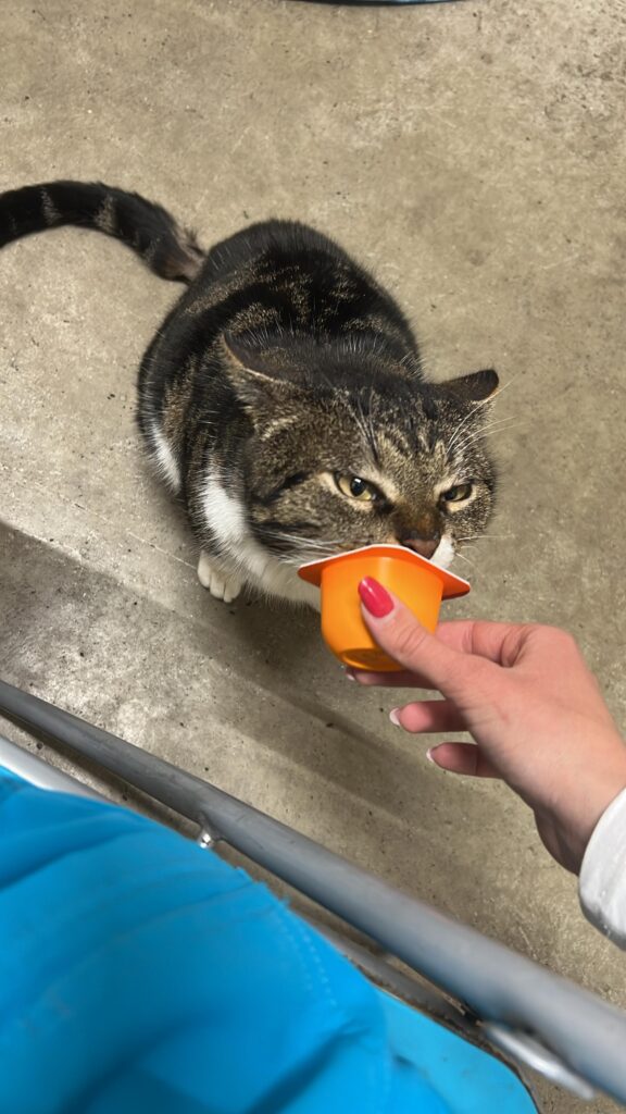 Una mascotte in corsia: Gedeone della Clinica Veterinaria Leonardo Da Vinci