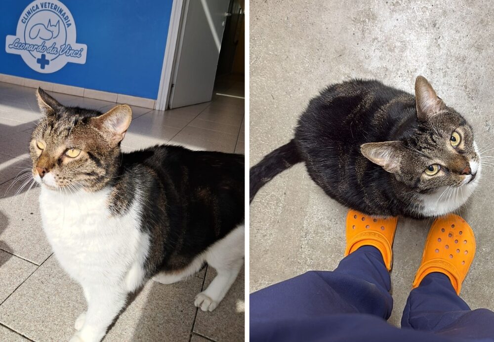 Una mascotte in corsia: Gedeone, il gigante buono della Clinica Veterinaria Leonardo Da Vinci