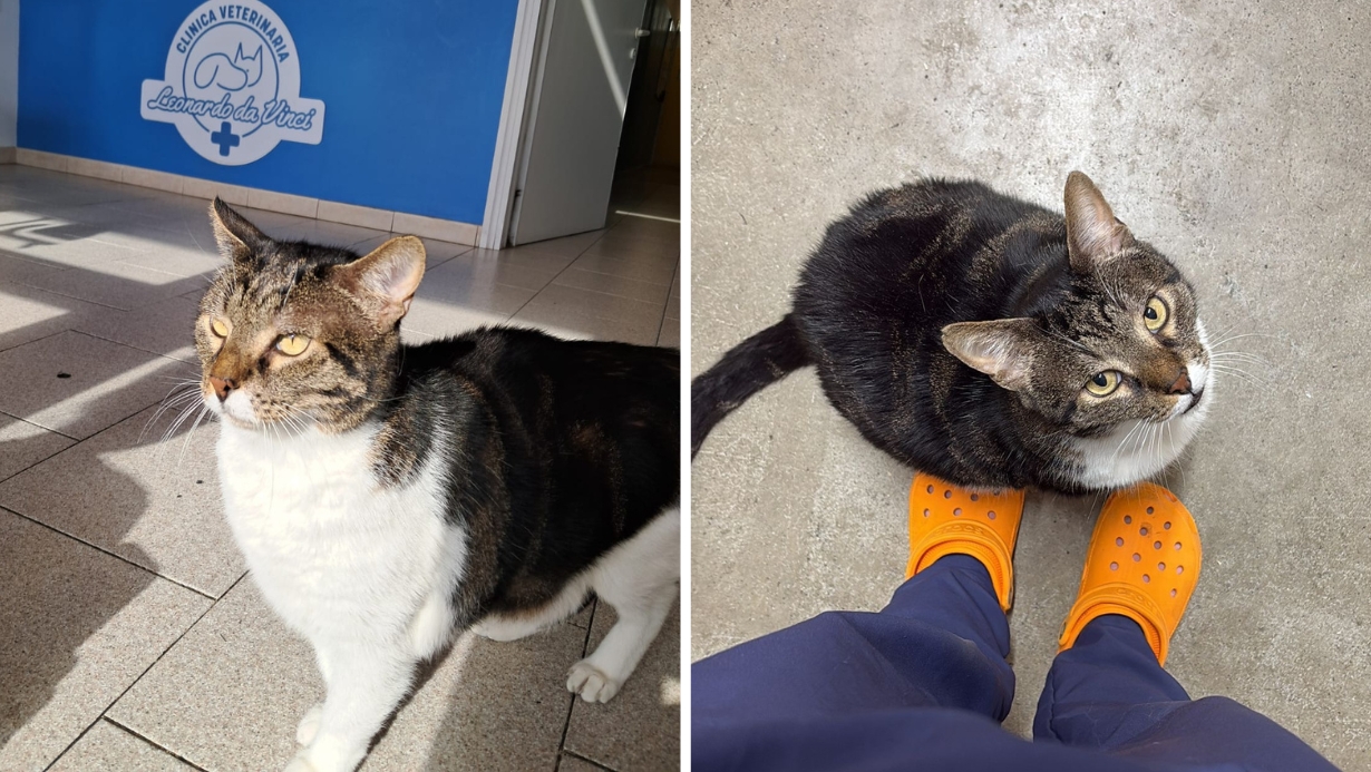 Una mascotte in corsia: Gedeone, il gigante buono della Clinica Veterinaria Leonardo Da Vinci