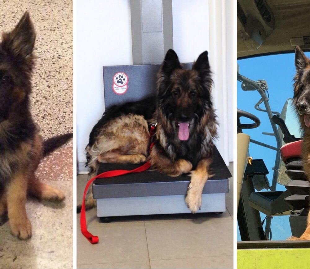 Mascotte a prima vis(i)ta: la storia di Balù, 10 anni di cura e prevenzione con la Clinica Veterinaria Serenissima