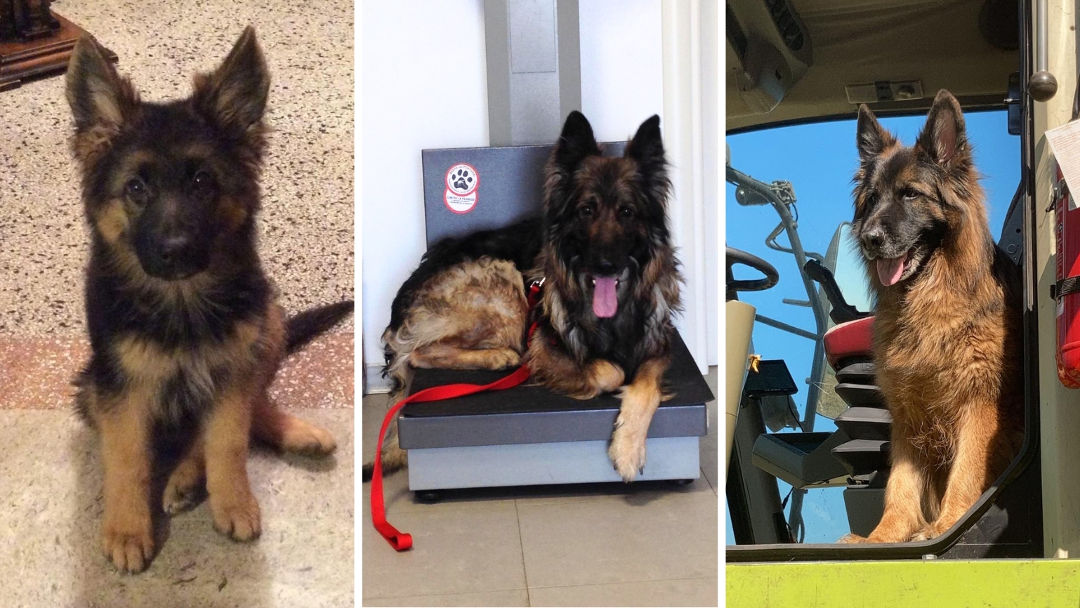Mascotte a prima vis(i)ta: la storia di Balù, 10 anni di cura e prevenzione con la Clinica Veterinaria Serenissima