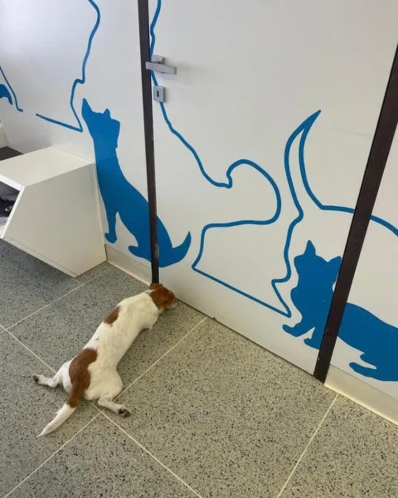 Una mascotte in corsia